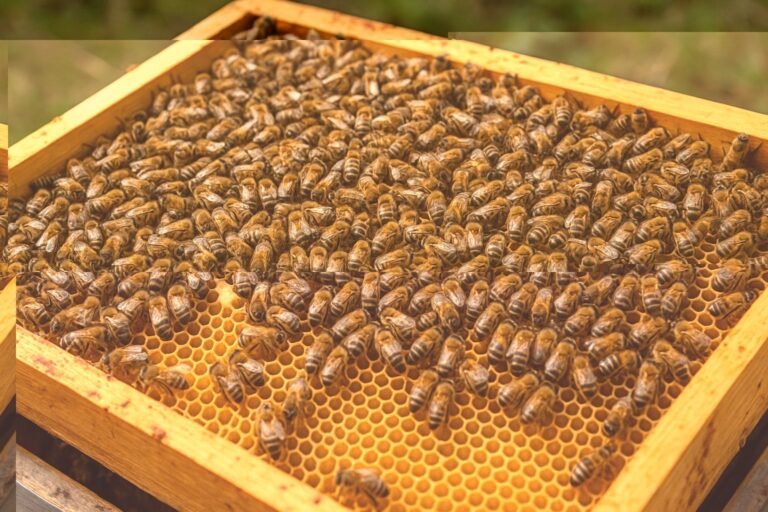 Combien d'abeilles dans une ruche