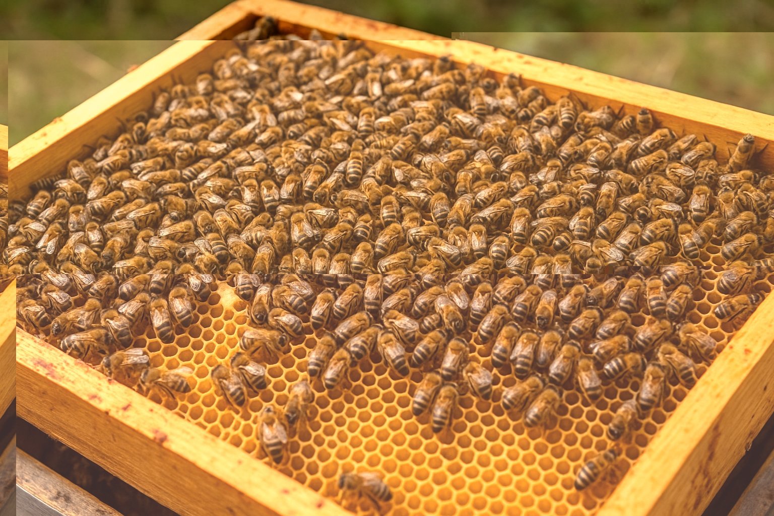 Combien d'abeilles dans une ruche