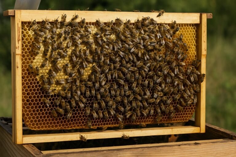 Combien de temps pour remplir une hausse de miel