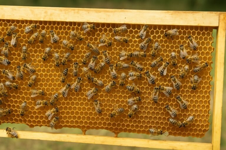 Combien de temps une ruche peut rester sans reine