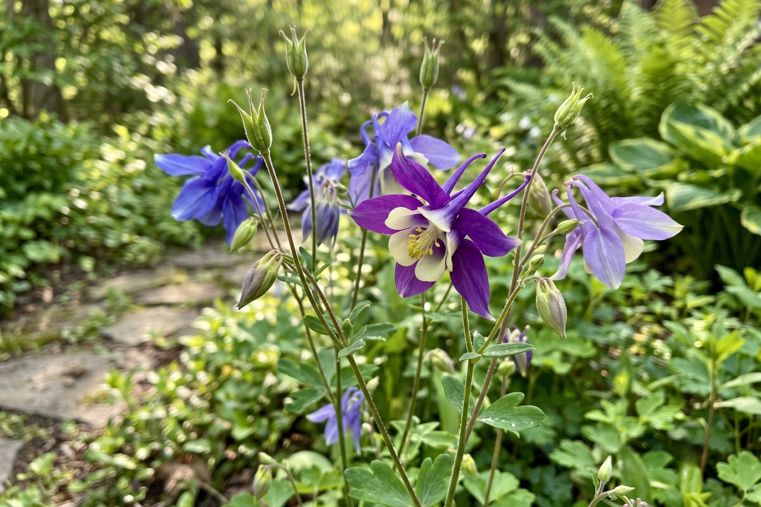 Ancolie (Aquilegia)